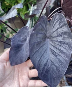 Black Elephant Ear Live Plant - Alocasia - Large Tropical Foliage - Potted - Image 1