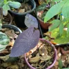 Black Elephant Ear Live Plant - Colocasia esculenta 'Black Magic' - Image 1