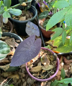 Black Elephant Ear Live Plant - Colocasia esculenta 'Black Magic' - Image 1