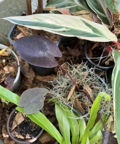 Black Elephant Ear Live Plant - Colocasia esculenta 'Black Magic' - Image 2