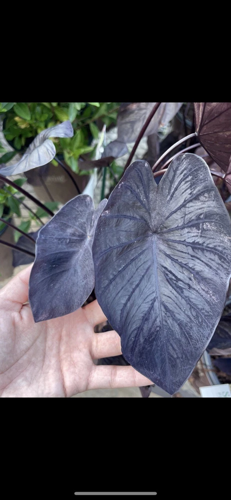 Black Elephant Ear Live Plant – Medium Size Potted Alocasia - Image 1