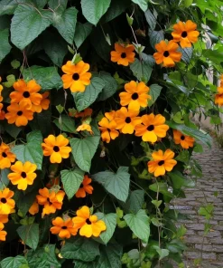 Black Eyed Susan Vine Seeds - Heirloom Thunbergia alata - 50 Seeds for Vines & Trellises - Image 2