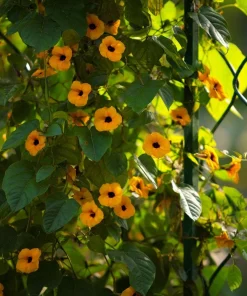 Black Eyed Susan Vine Seeds - Heirloom Thunbergia alata - 50 Seeds for Vines & Trellises - Image 3