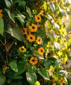 Black Eyed Susan Vine Seeds - Heirloom Thunbergia alata - 50 Seeds for Vines & Trellises - Image 1