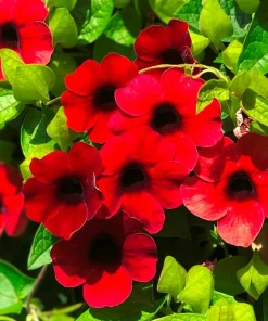 Black Eyed Susan Vine Sunny Susy Cherry Live Plant, Climbing Vine, 2.5" Pot - Image 2