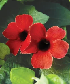 Black Eyed Susan Vine Sunny Susy Cherry Live Plant, Climbing Vine, 2.5