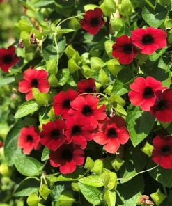 Black Eyed Susan Vine Sunny Susy Cherry Live Plant, Climbing Vine, 2.5