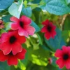 Black Eyed Susan Vine Sunny Susy Cherry Live Plant, Climbing Vine, 2.5" Pot - Image 1