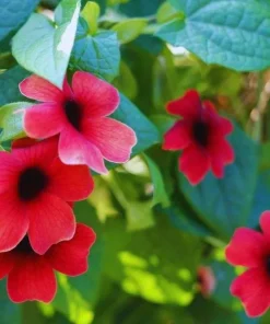 Black Eyed Susan Vine Sunny Susy Cherry Live Plant, Climbing Vine, 2.5" Pot - Image 1