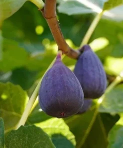 Black Fig Live Tree 4-6 Inch Tall - Sweet Dark Purple Heirloom Fruit Plant - Image 2