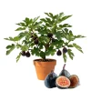 Black Fig Live Tree 4-6 Inch Tall - Sweet Dark Purple Heirloom Fruit Plant - Image 1