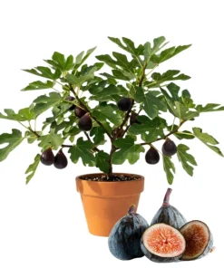 Black Fig Live Tree 4-6 Inch Tall - Sweet Dark Purple Heirloom Fruit Plant - Image 1
