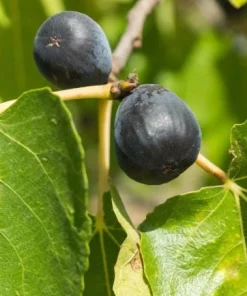Black Fig Live Tree 4-6 Inch Tall - Sweet Dark Purple Heirloom Fruit Plant - Image 3