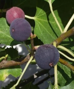 Black Fig Live Tree 4-6 Inch Tall - Sweet Dark Purple Heirloom Fruit Plant - Image 4