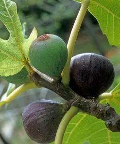 Black Fig Live Tree 4-6 Inch Tall - Sweet Dark Purple Heirloom Fruit Plant - Image 6