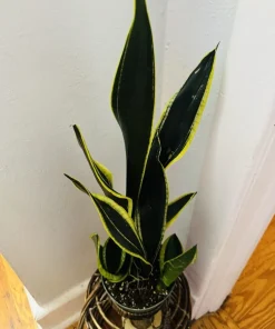 Black Gold Snake Plant Live - Sansevieria trifasciata - Rare Indoor Houseplant - Image 2
