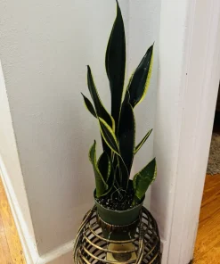 Black Gold Snake Plant Live - Sansevieria trifasciata - Rare Indoor Houseplant - Image 3