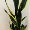 Black Gold Snake Plant Live - Sansevieria trifasciata - Rare Indoor Houseplant - Image 1