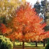 Black Gum Live Plants (2-Pack) – 10-16" Tall Quart Pots – Outdoor Shade Trees - Image 1
