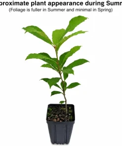 Black Gum Live Plants (2-Pack) – 10-16" Tall Quart Pots – Outdoor Shade Trees - Image 2