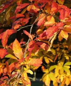 Black Gum Live Plants (2-Pack) – 10-16