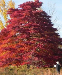 Black Gum Tree Live Plant - Nyssa sylvatica - 10-16
