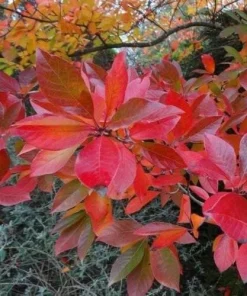 Black Gum Tree Live Plant - Nyssa sylvatica - 10-16