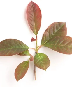 Black Gum Tree Live Plant - Nyssa sylvatica - 10-16