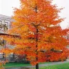 Black Gum Tree Live Plant - Nyssa sylvatica - 10-16" Tall - Quart Pot - Outdoor Shade Tree - Image 1