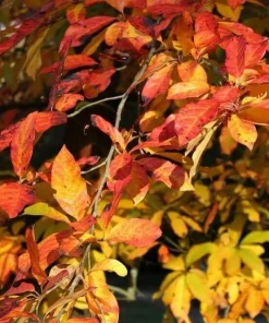 Black Gum Tree Live Plant - Nyssa sylvatica - 10-16