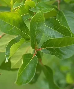 Black Gum Tree Live Plant - Nyssa sylvatica, 18-24" Tall, 3.5" Pot - Image 2