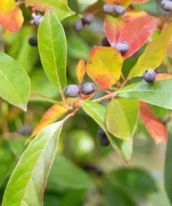 Black Gum Tree Live Plant - Nyssa sylvatica, 18-24