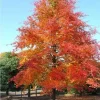 Black Gum Tree Live Plant - Nyssa sylvatica, 18-24" Tall, 3.5" Pot - Image 1