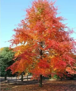 Black Gum Tree Live Plant - Nyssa sylvatica, 18-24" Tall, 3.5" Pot - Image 1