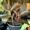 Black Jewel Orchid Live Plant - Ludisia Discolor Rare Indoor Houseplant - Image 1