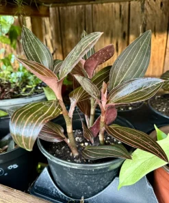 Black Jewel Orchid Live Plant - Macodes Petola Houseplant - Image 1