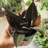 Black Jewel Orchid Live Plant – Macodes Petola – Potted Houseplant – Rare Foliage - Image 1