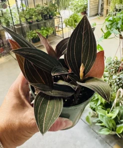 Black Jewel Orchid Live Plant – Macodes Petola – Potted Houseplant – Rare Foliage - Image 1