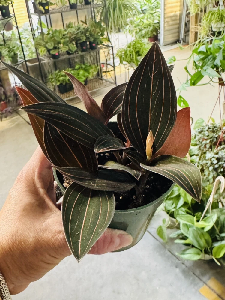 Black Jewel Orchid Live Plant – Macodes Petola – Potted Houseplant – Rare Foliage - Image 1
