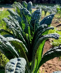 Black Magic Kale Seeds - 300 Count Packet - Dark, Cold-Hardy Leafy Greens - Image 2