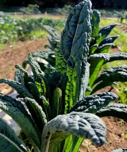 Black Magic Kale Seeds - 300 Count Packet - Dark, Cold-Hardy Leafy Greens - Image 6