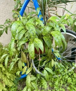 Black Pagoda Lipstick Plant – Aeschynanthus – Live Houseplant – Trailing Vine - Image 2