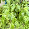 Black Pagoda Lipstick Plant – Aeschynanthus – Live Houseplant – Trailing Vine - Image 1