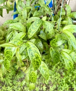 Black Pagoda Lipstick Plant – Aeschynanthus – Live Houseplant – Trailing Vine - Image 1