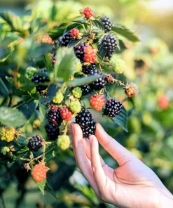 Black Raspberry Seeds - Rubus Leucodermis Fruit Bush Vine Seeds - 50 Count - Image 10
