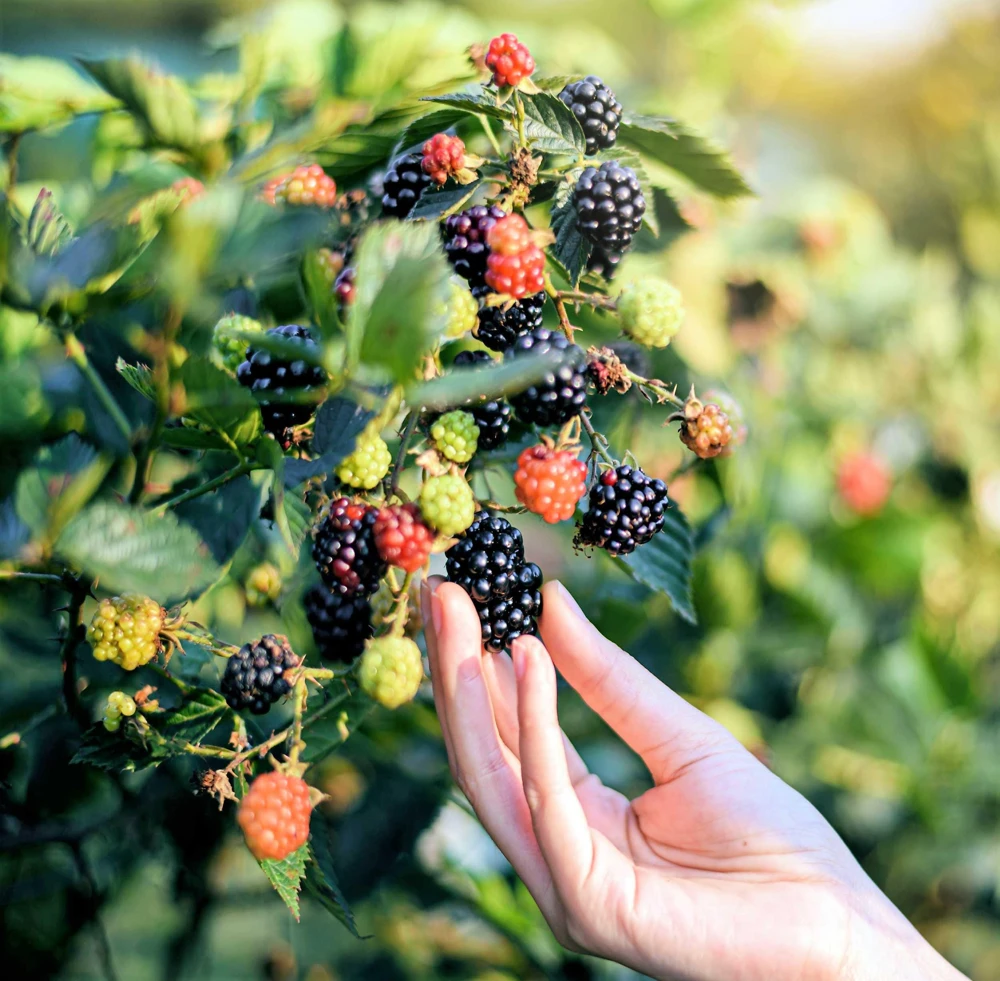 Black Raspberry Seeds - Rubus Leucodermis Fruit Bush Vine Seeds - 50 Count - Image 10