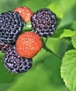 Black Raspberry Seeds - Rubus Leucodermis Fruit Bush Vine Seeds - 50 Count - Image 2