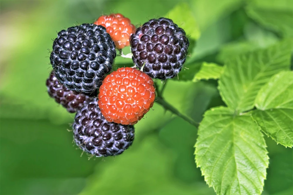 Black Raspberry Seeds - Rubus Leucodermis Fruit Bush Vine Seeds - 50 Count - Image 2