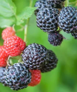 Black Raspberry Seeds - Rubus Leucodermis Fruit Bush Vine Seeds - 50 Count - Image 3