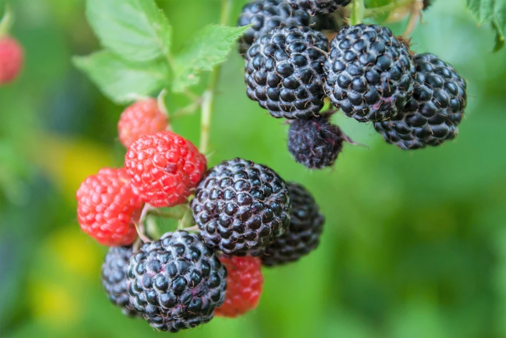 Black Raspberry Seeds - Rubus Leucodermis Fruit Bush Vine Seeds - 50 Count - Image 3